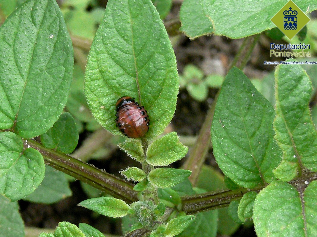 Escarabajo - Weevil - Escaravello >> Larva de escarabajo de la patata.jpg